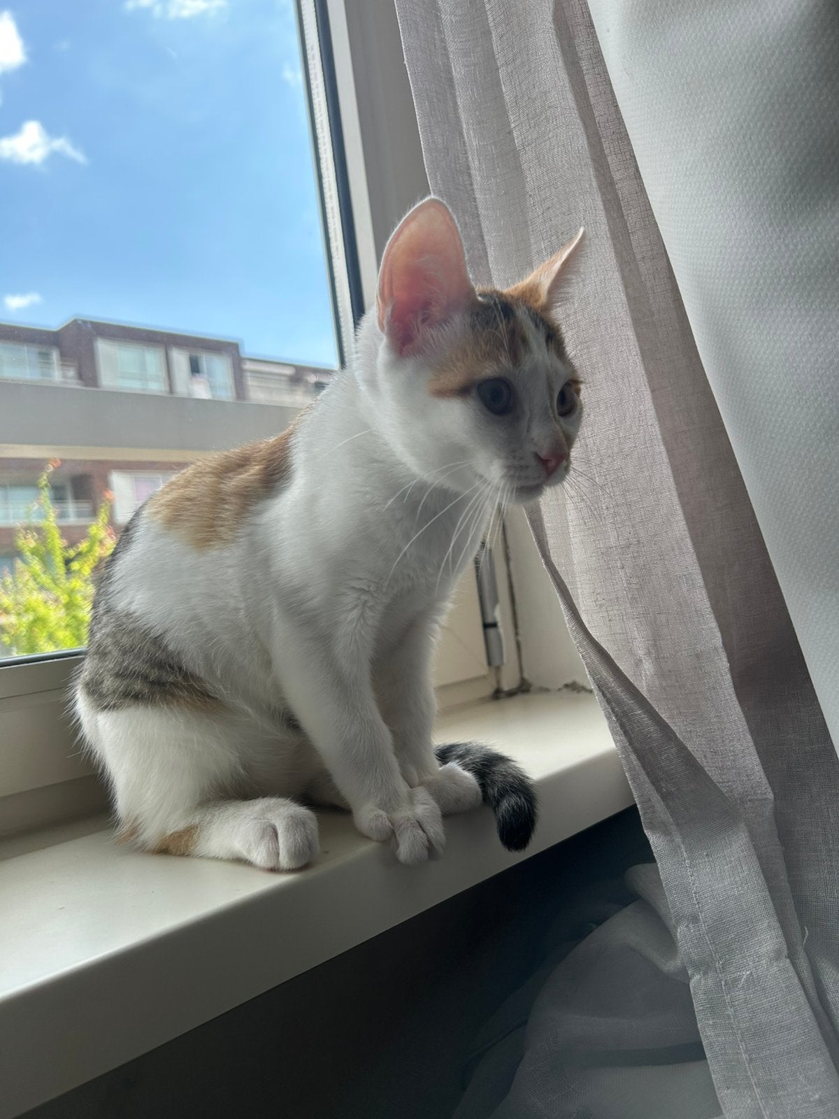 Europeese kort haar, Dieren en Toebehoren, Poes