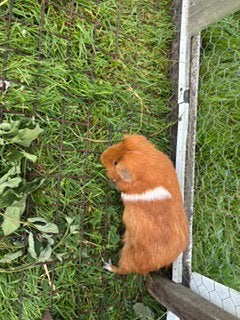 Cavia, Dieren en Toebehoren, Mannelijk, Overige soorten
