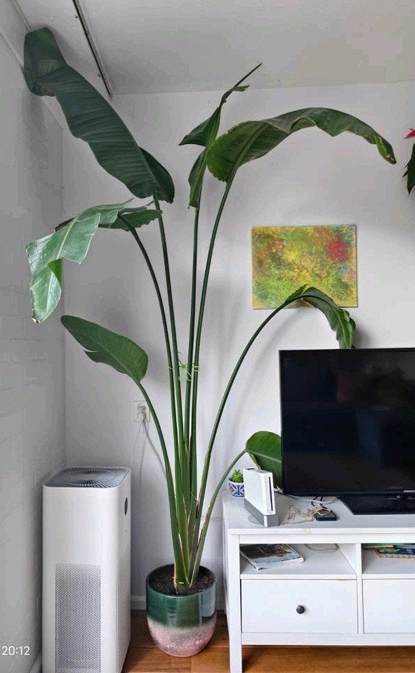 Grote Strelitzia nicolai van 2,4m (zonder pot), Ophalen