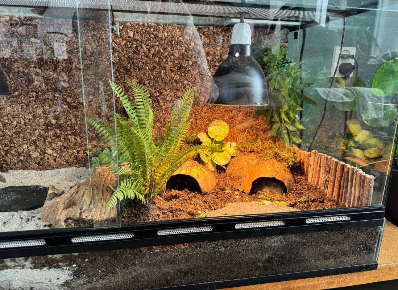 Russische landschildpadden Tortoise photo 5