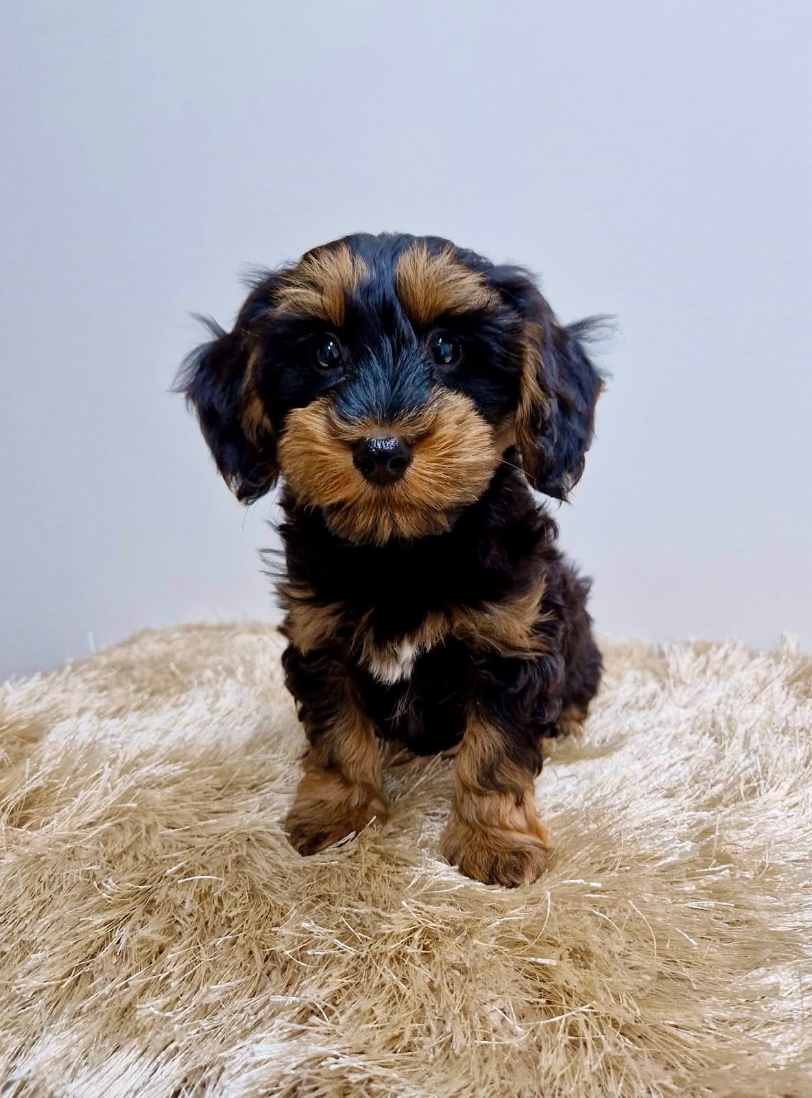 Leuke teckel x boomer pups, Parvo, Nederland, Overige rassen, 8 tot 15 weken