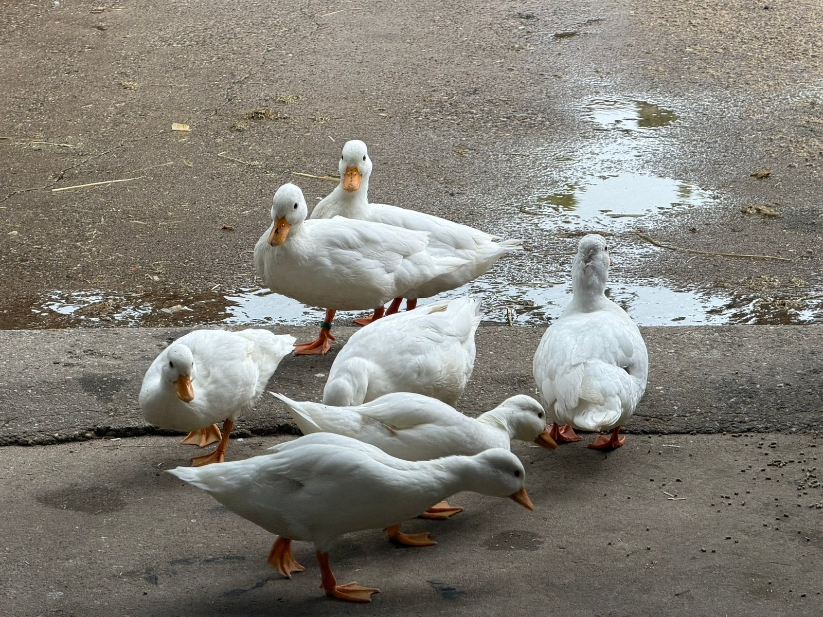 Hollandse kwakers en Indische loopeenden, Meerdere dieren, Kip