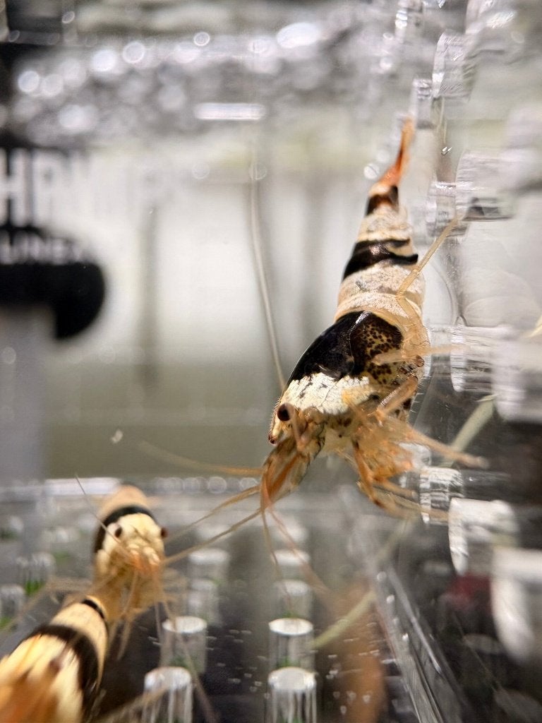 Caridina Black Bee – op kraanwater gekweekt - siergarnalen, Dieren en Toebehoren, Kreeft, Krab of Garnaal, Zoetwatervis