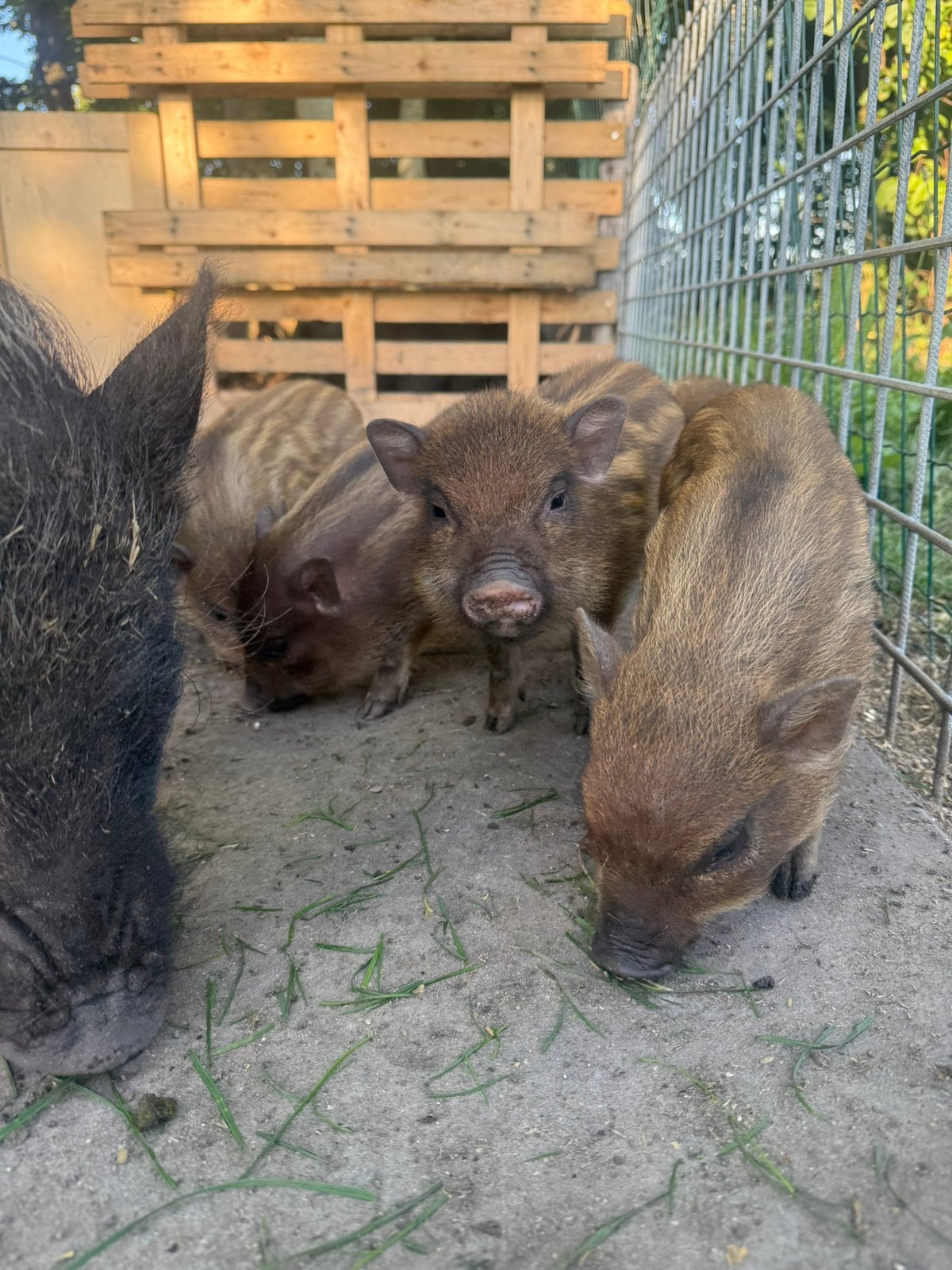 Indonesische mini varkens, Dieren en Toebehoren, Schapen, Geiten en Varkens, Meerdere dieren, Varken