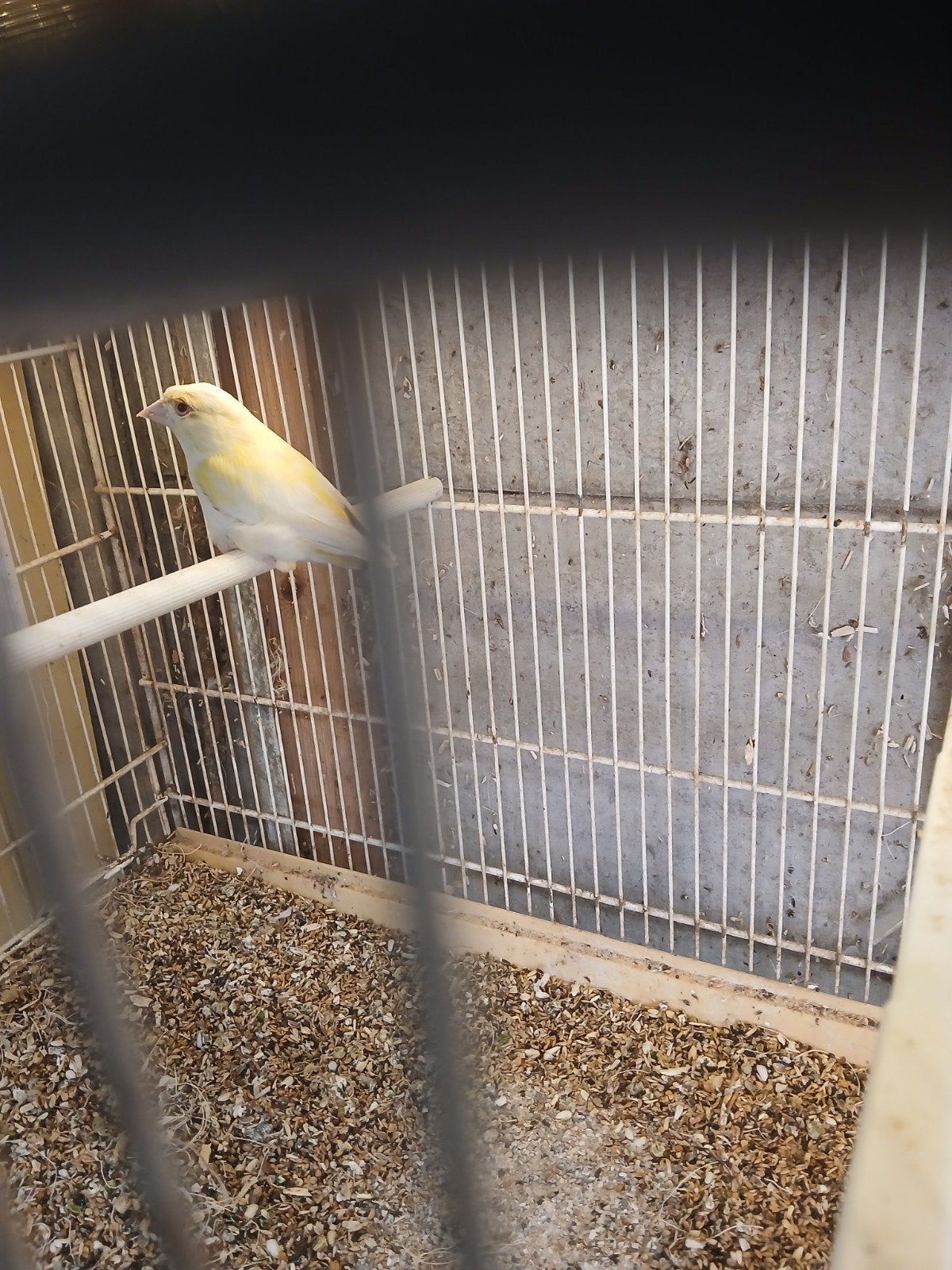 N koppel satinet groenlingen, Dieren en Toebehoren, Meerdere dieren, Geringd