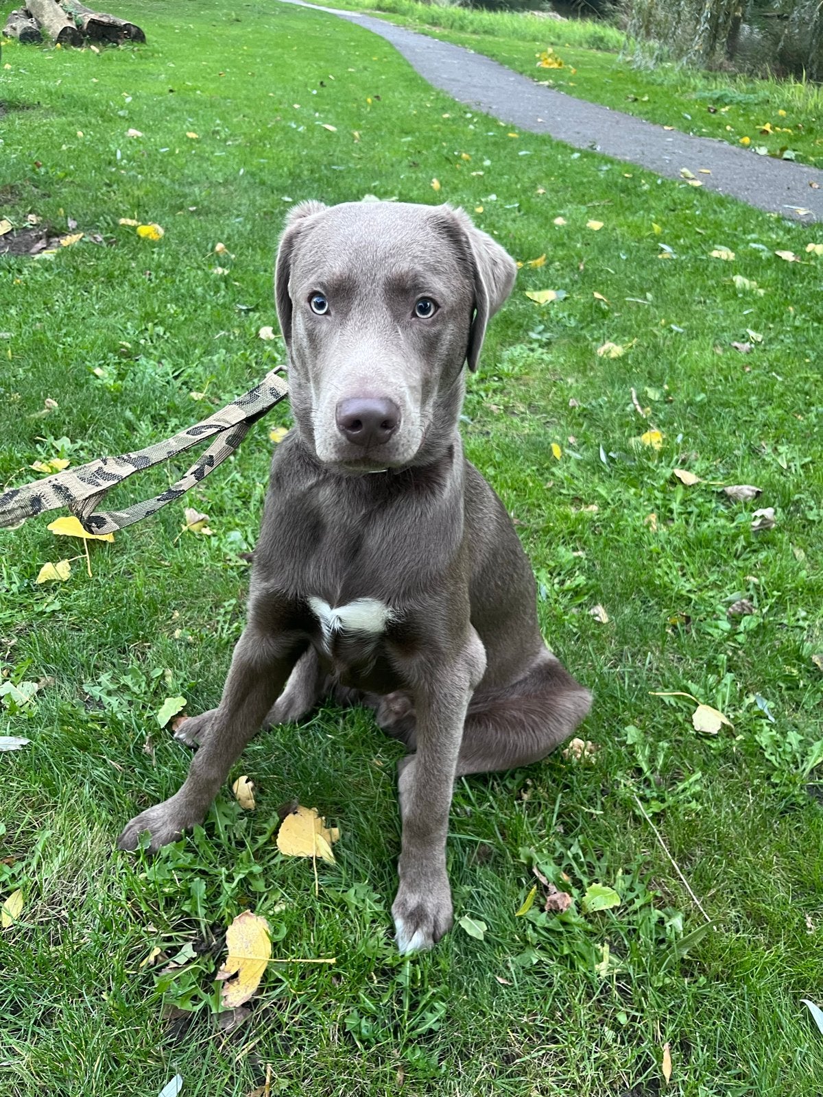 Herplaatsing 7 maanden oude grijze labrador, Dieren en Toebehoren, 15 weken tot 1 jaar, Reu, Eén hond, CDV (hondenziekte)