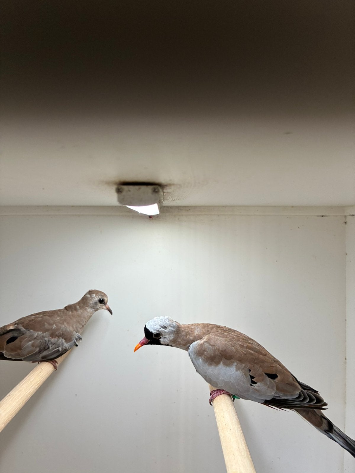 zwart kop masker duifjes, Meerdere dieren