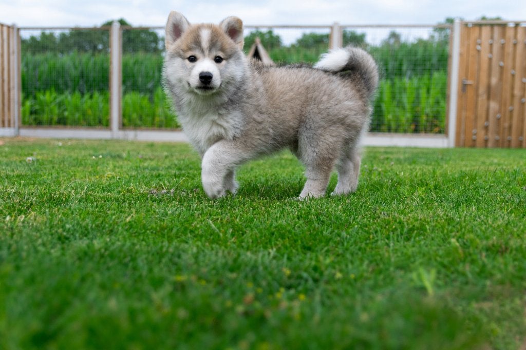 Pomsky mini husky, Reu, 8 tot 15 weken, Poolhond, Meerdere