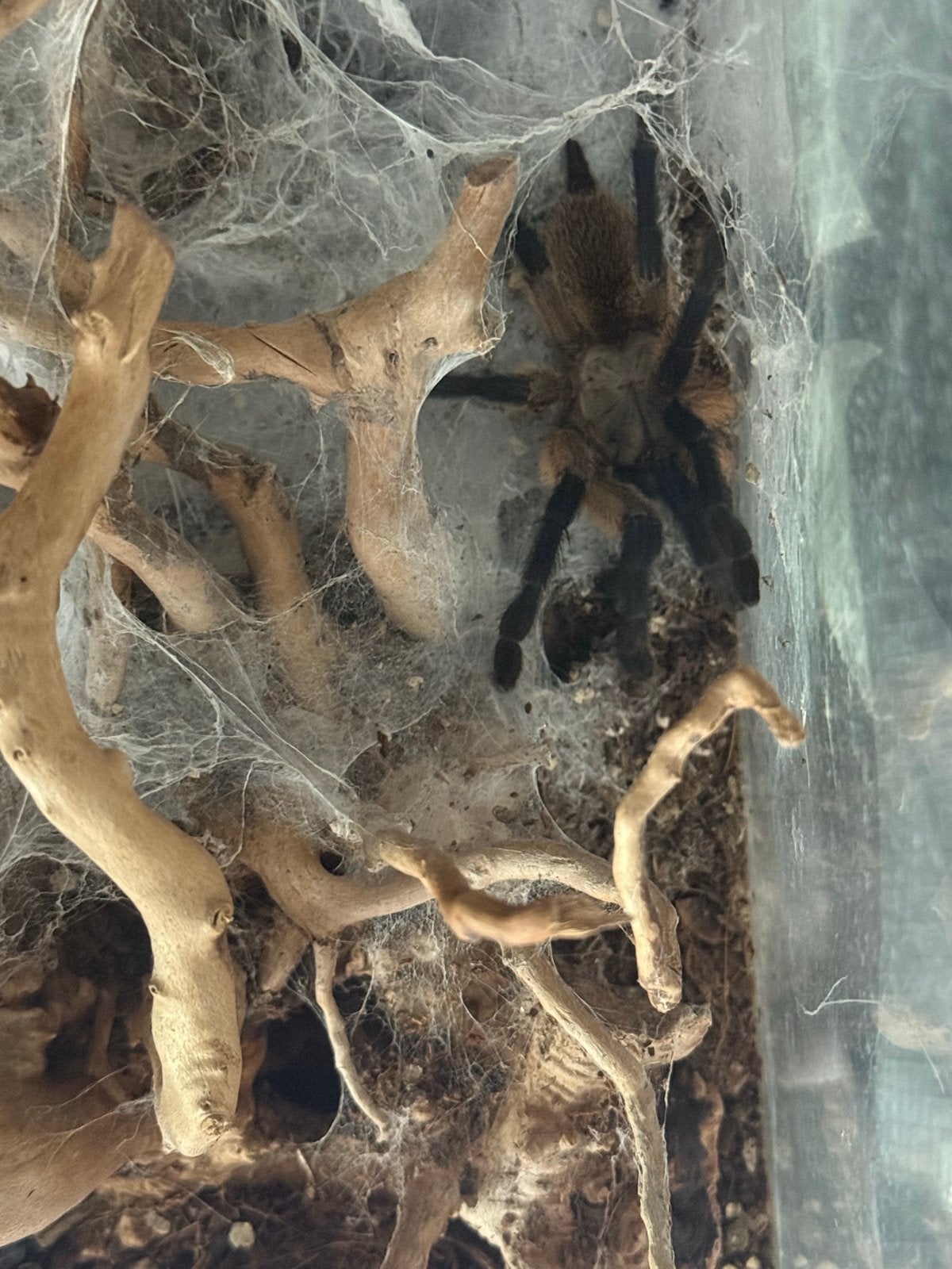 Monocentropus balfouri, Dieren en Toebehoren, Spin of Schorpioen