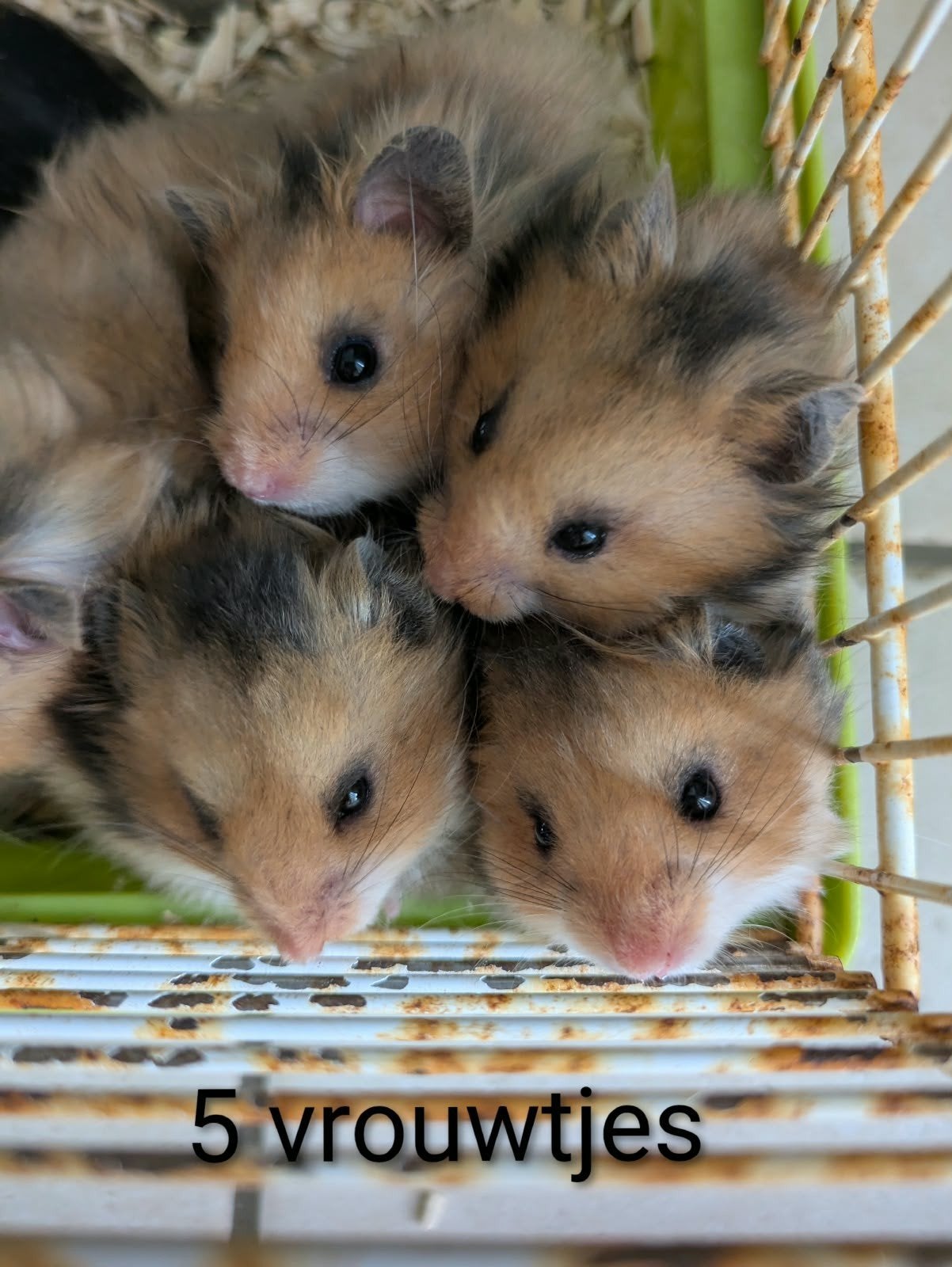 goudhamster, hamsters, Dieren en Toebehoren, Knaagdieren, Juli, Meerdere dieren, Hamster