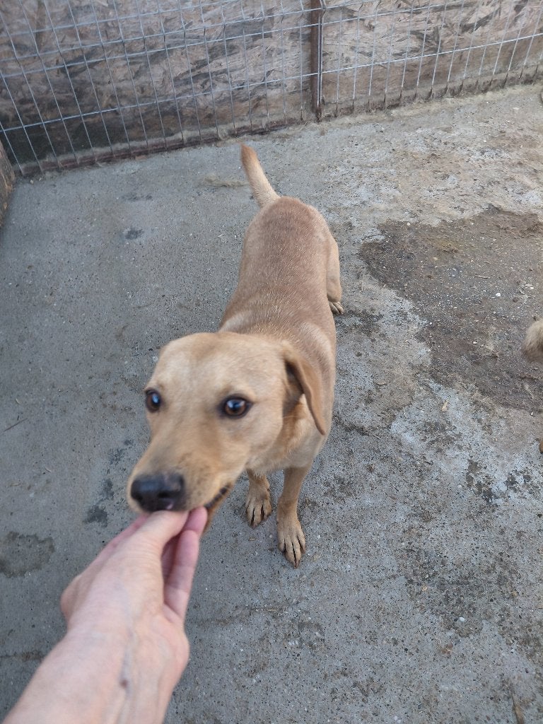 Lieve, maar tikkeltje onzekere Bobby ter adoptie, Dieren en Toebehoren, Particulier, Reu, Buitenland, Eén hond