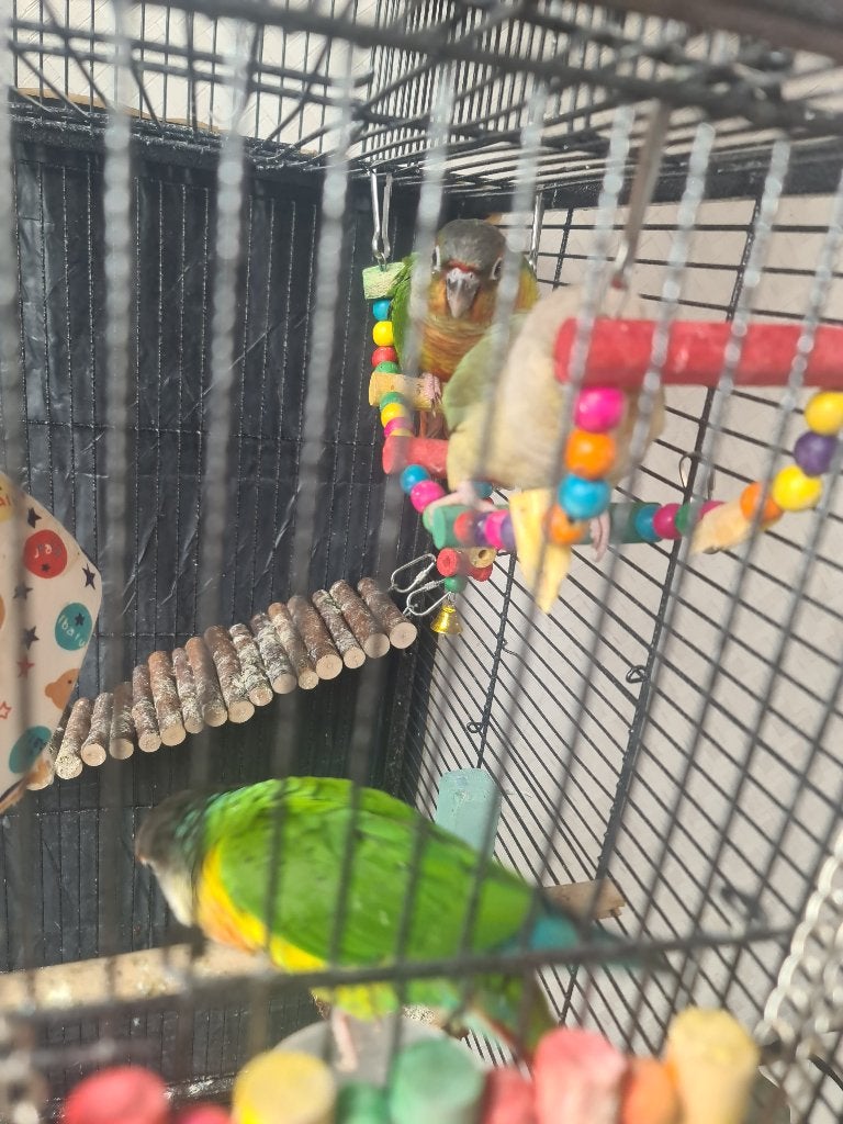 Pyrrhura koppel, Meerdere dieren, Parkiet, Geringd