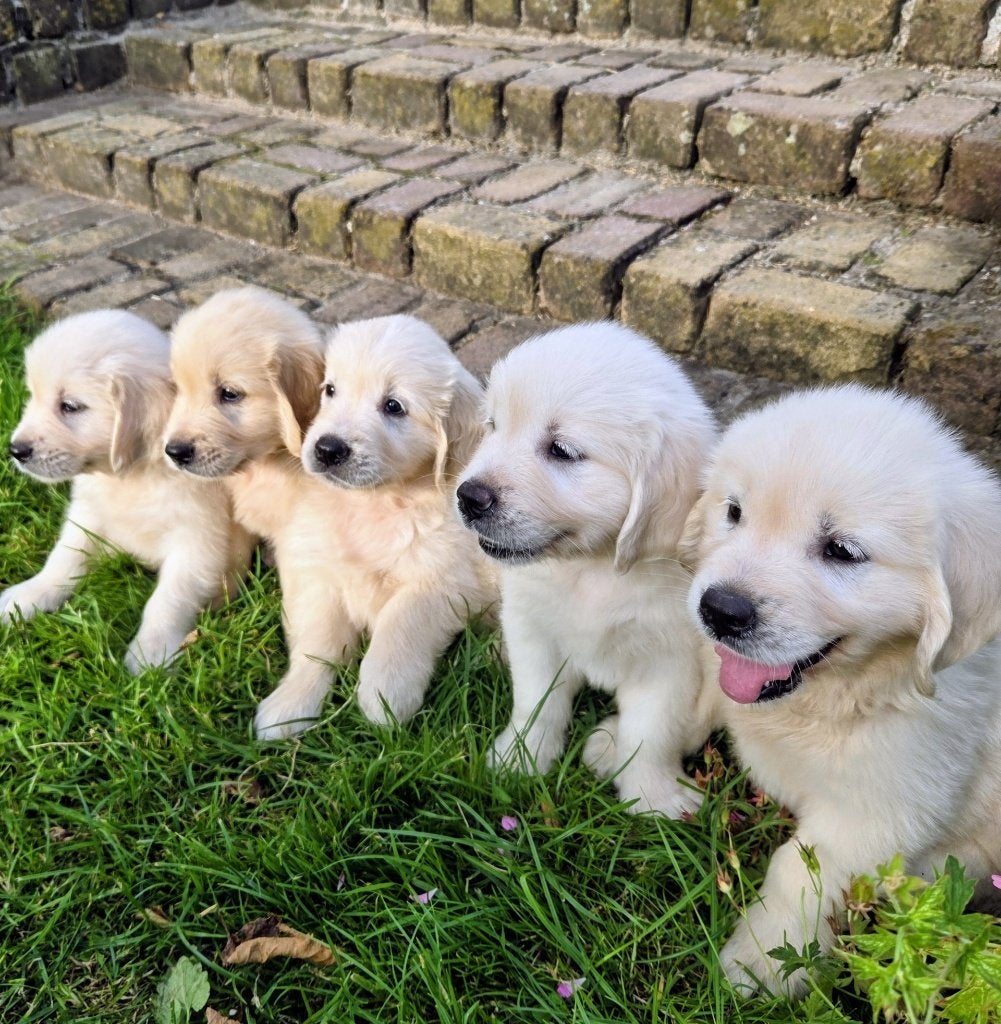 Te koop nestje Golden Retriever pups, Dieren en Toebehoren, Honden | Retrievers, Spaniëls en Waterhonden, Golden retriever, Parvo