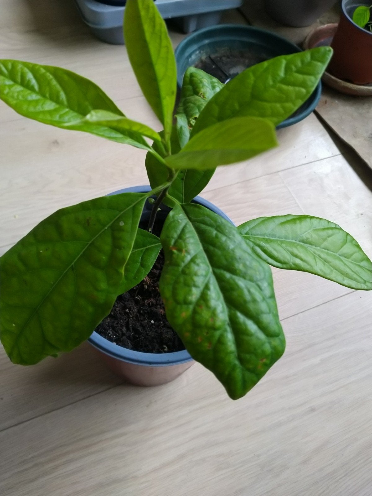 Jonge Avocado Plant - Zelf Gekweekt, Ophalen, Overige soorten, Volle zon
