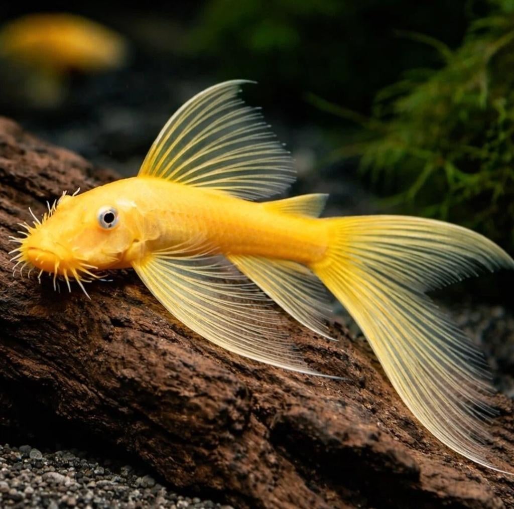 Ancistrus Yellow Longfin L144 4 cm, Vis, Zoetwatervis