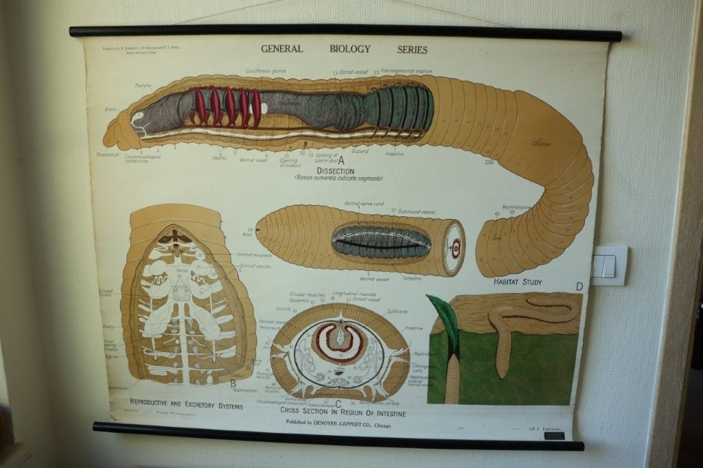 Vintage biologische schoolplaat regenworm, Antiek en Kunst, Ophalen of Verzenden, Natuur en Biologie