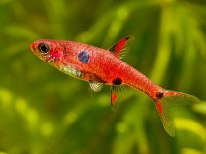 Boraras maculatus - Dwergrasbora - Koidream Valburg, Vis, Zoetwatervis
