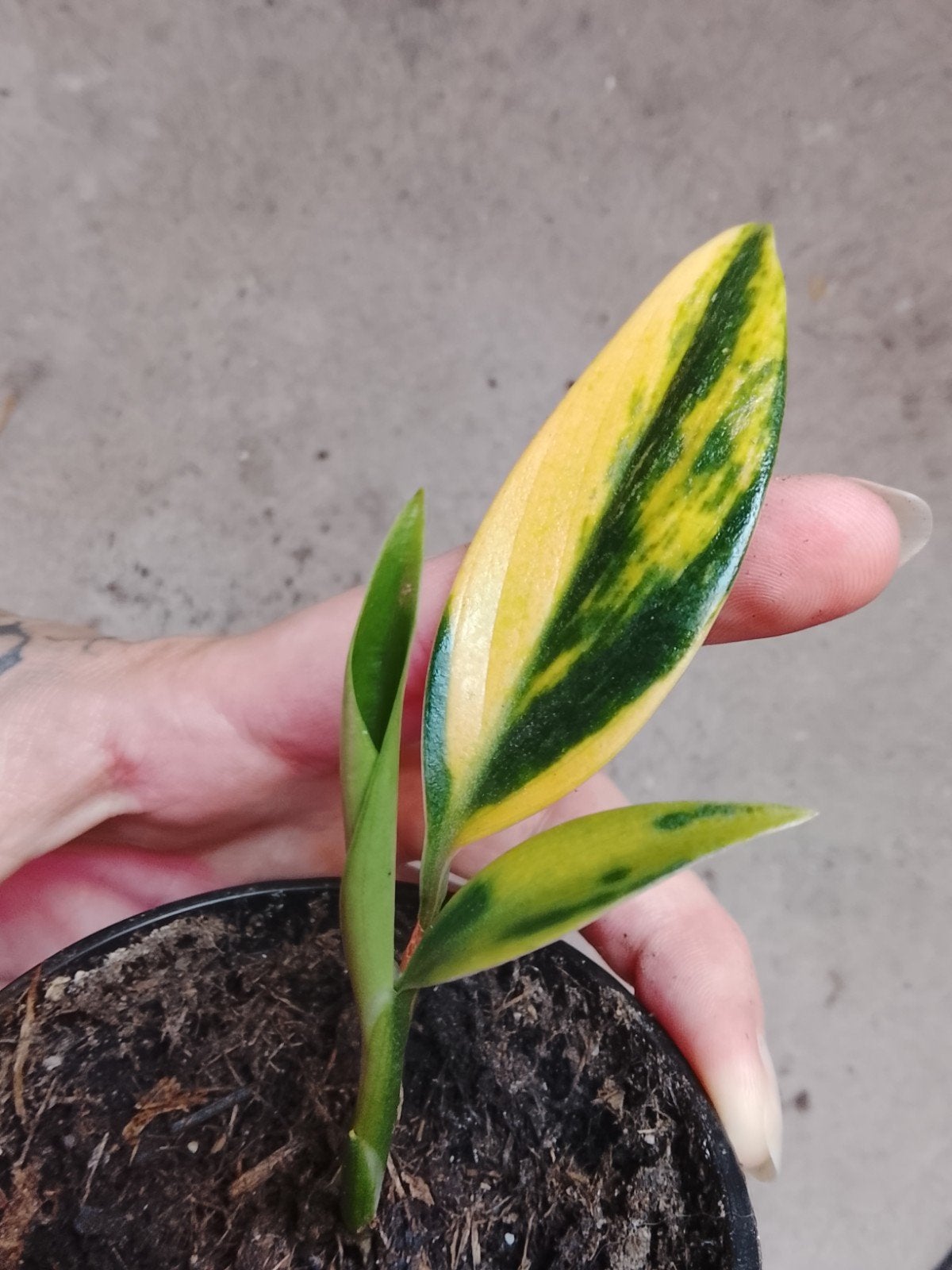 Scindapsus Coriaceus Aurea Variegata plant, Huis en Inrichting, Kamerplanten, Ophalen of Verzenden, Halfschaduw, Minder dan 100 cm