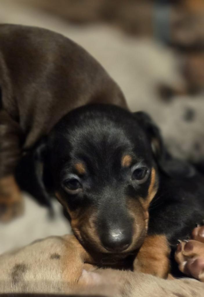 Dwerg teckel pup Reutje, Parvo, Reu, 8 tot 15 weken, Korthaar