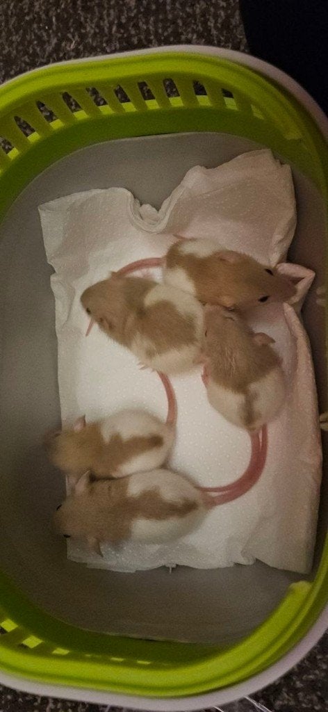 Mannelijke Dwerg Rittens / baby rat, Dieren en Toebehoren, Knaagdieren, Rat, April, Mannelijk, Tam