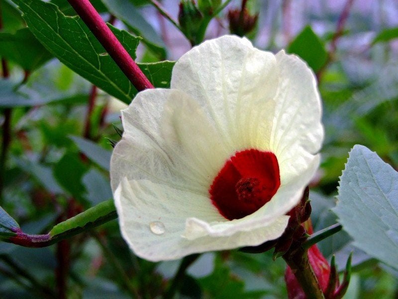 Hibiscus Roselle planten, Vaste plant, Halfschaduw, Zomer, Ophalen