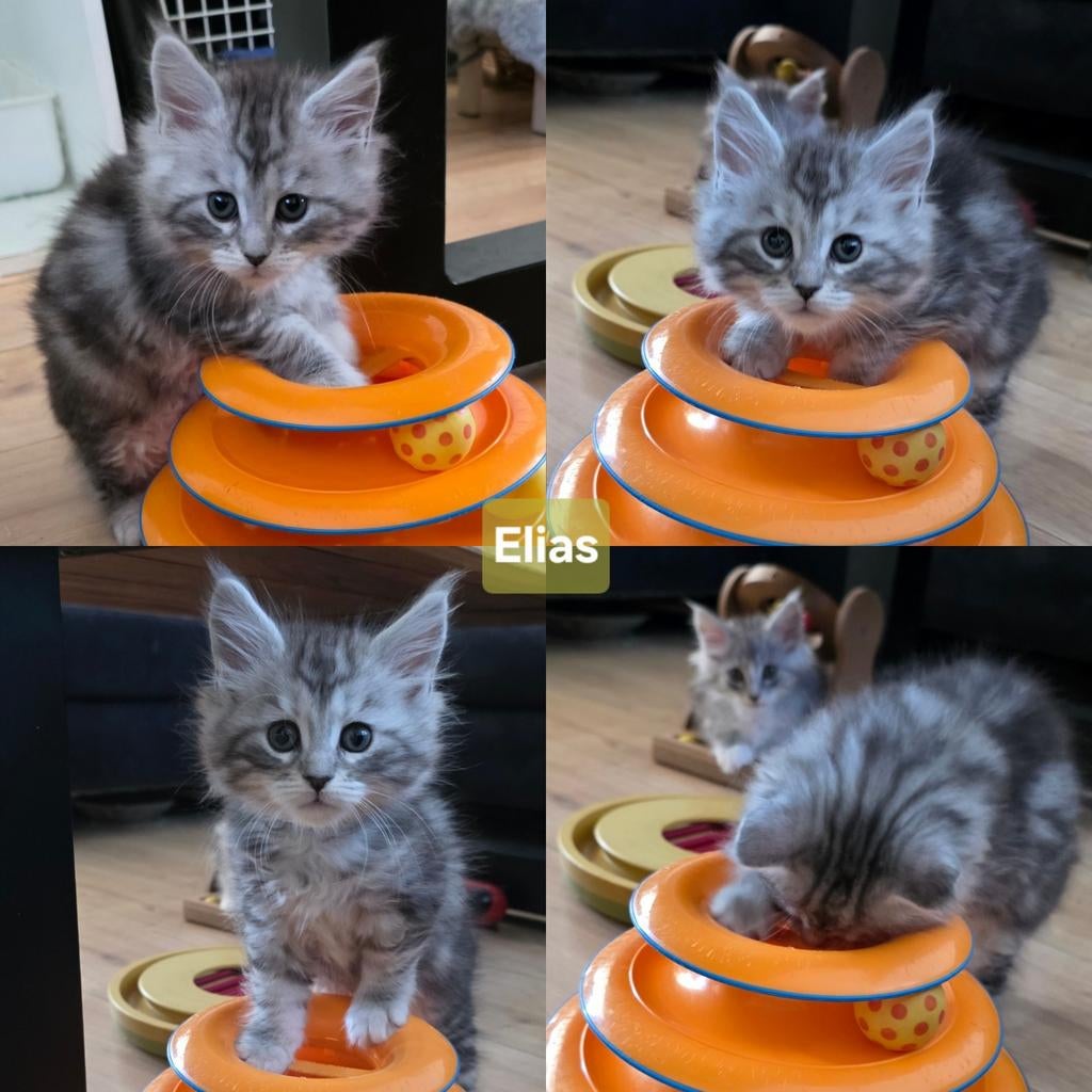 Maine Coon kitten katertjes met stamboom, ouders getest, Dieren en Toebehoren, Kater, Met stamboom, 0 tot 2 jaar