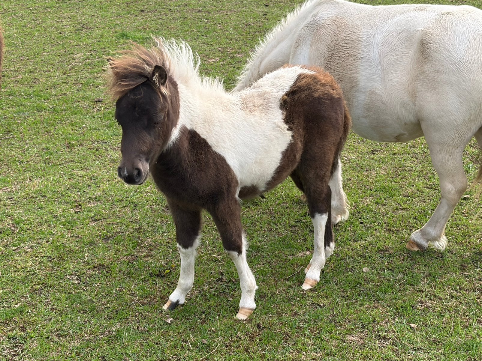 Mini merries en veulens, Dieren en Toebehoren, Merrie, A pony (tot 1.17m), 0 tot 2 jaar