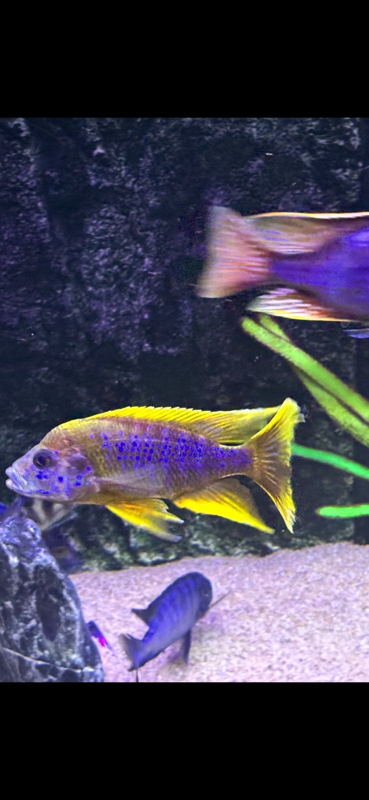 Malawi cichliden koppel, Dieren en Toebehoren, Vis