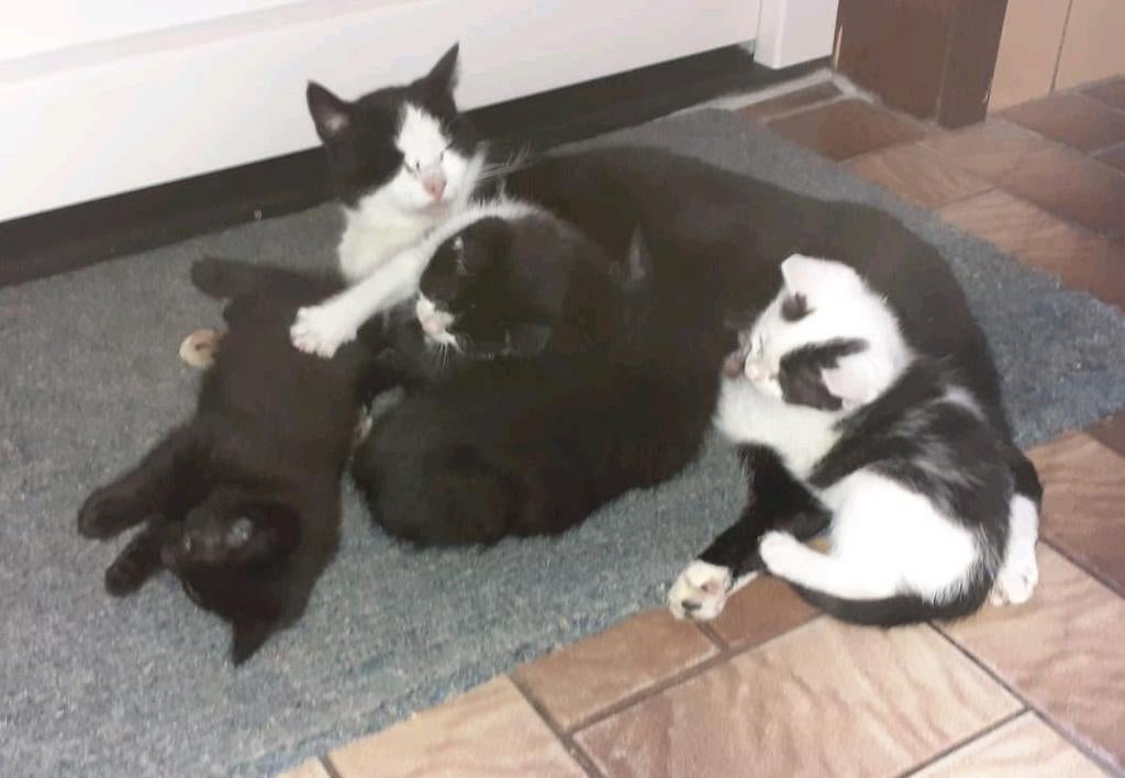 3 lieve boerderij kittens, Dieren en Toebehoren, Katten en Kittens | Overige Katten, Meerdere dieren, Kortharig, 0 tot 2 jaar