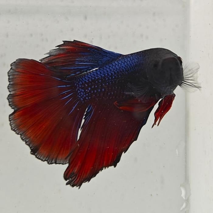 Betta splendens man 55, Vis