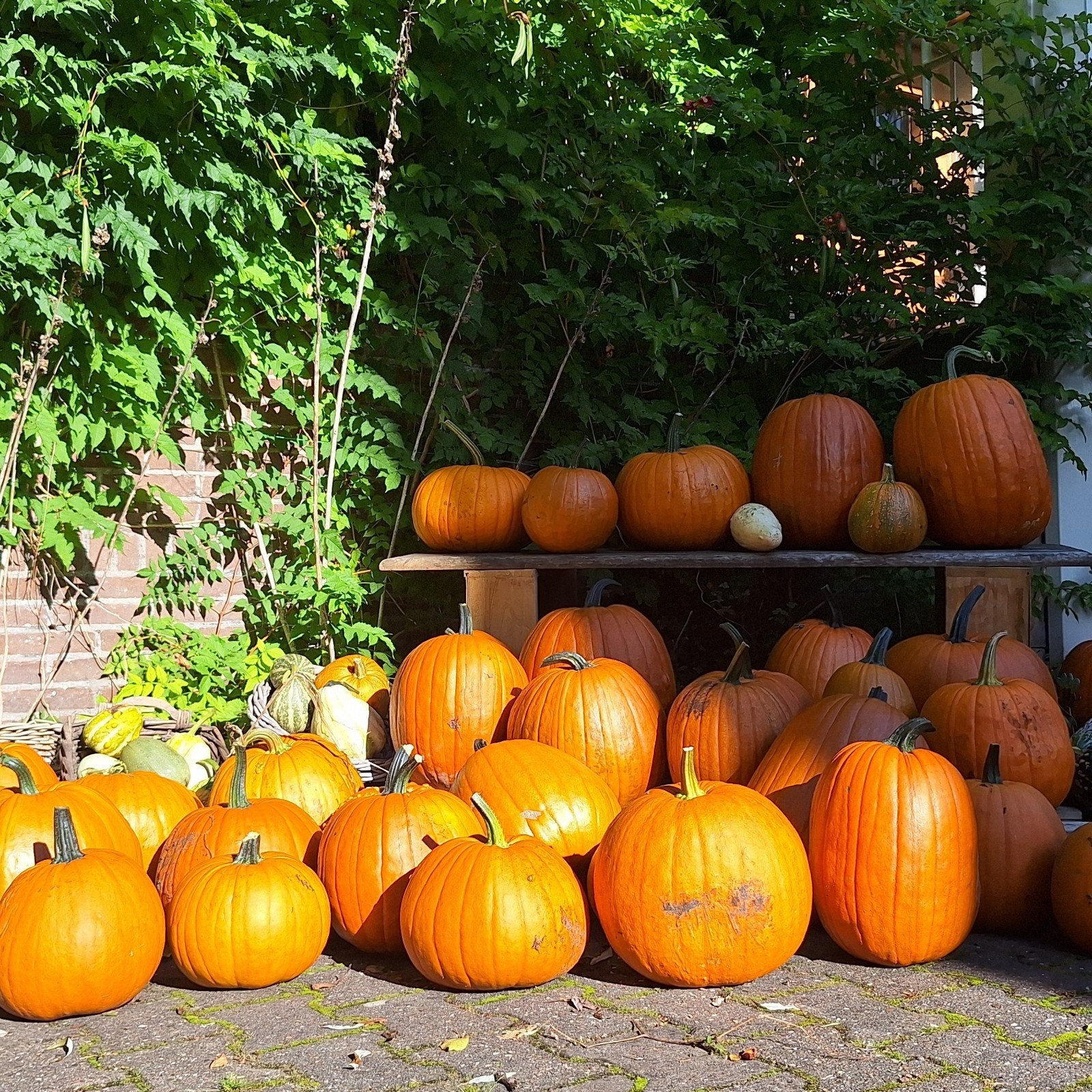 Pompoenen en kalebassen voor decoratie, Ophalen, Eenjarig, Overige soorten, Halfschaduw