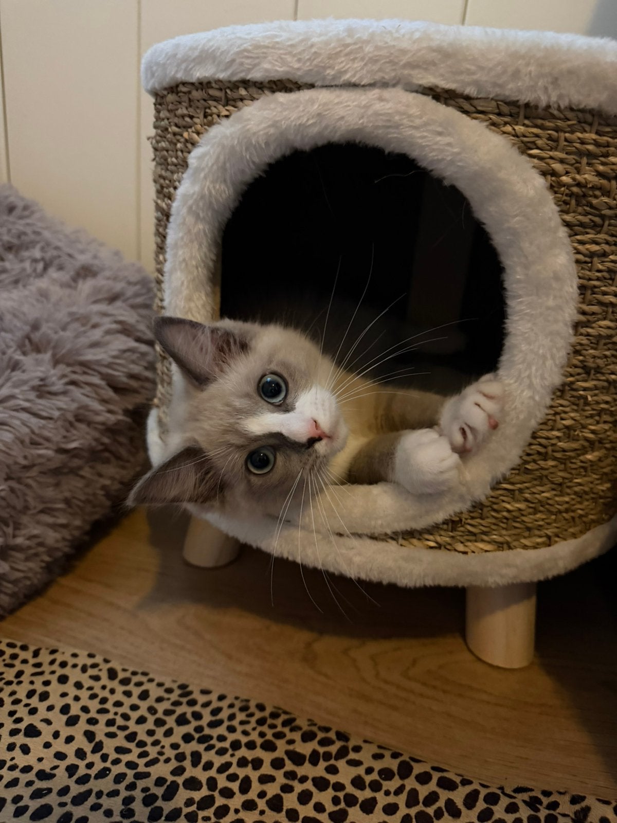 Ragdoll kittens uit geteste ouders, Meerdere dieren, Gechipt, 0 tot 2 jaar