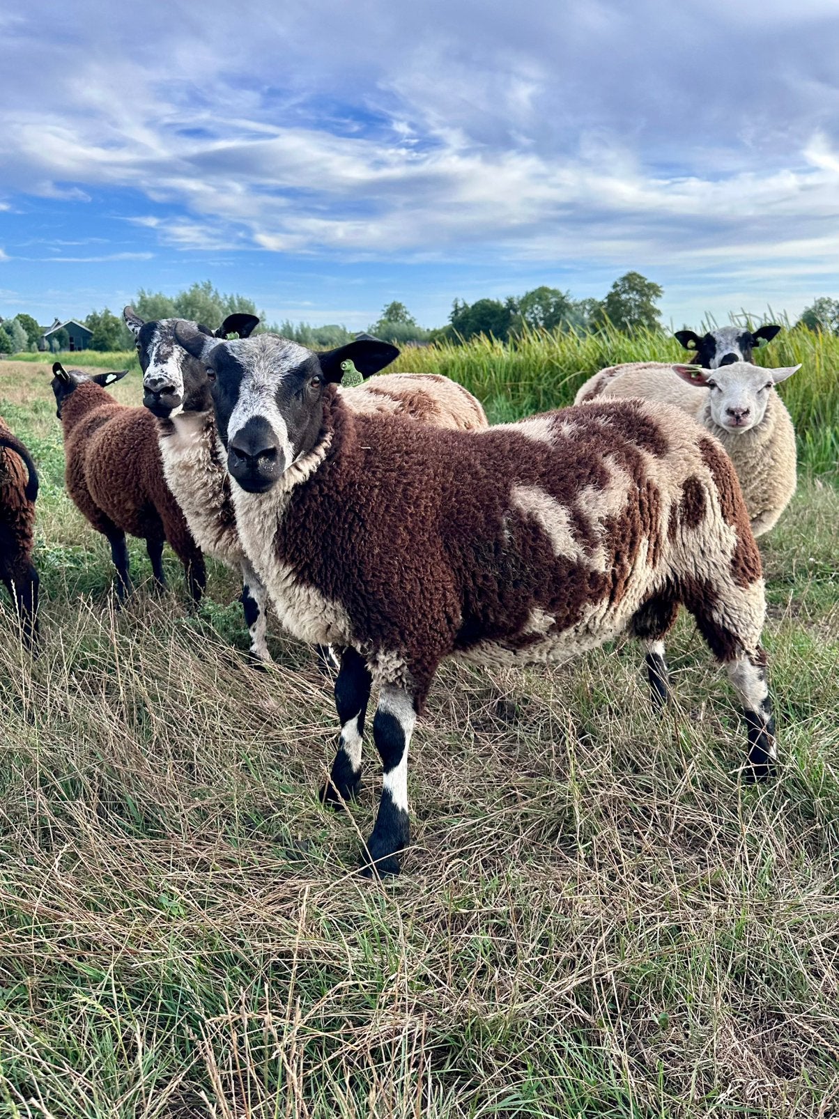 Dekrammen te koop, Mannelijk, Schaap