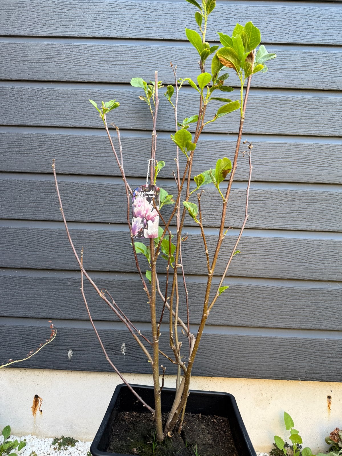 Prachtige Magnolia boom, 130 cm hoog, Volle zon, Vaste plant, Lente, Ophalen