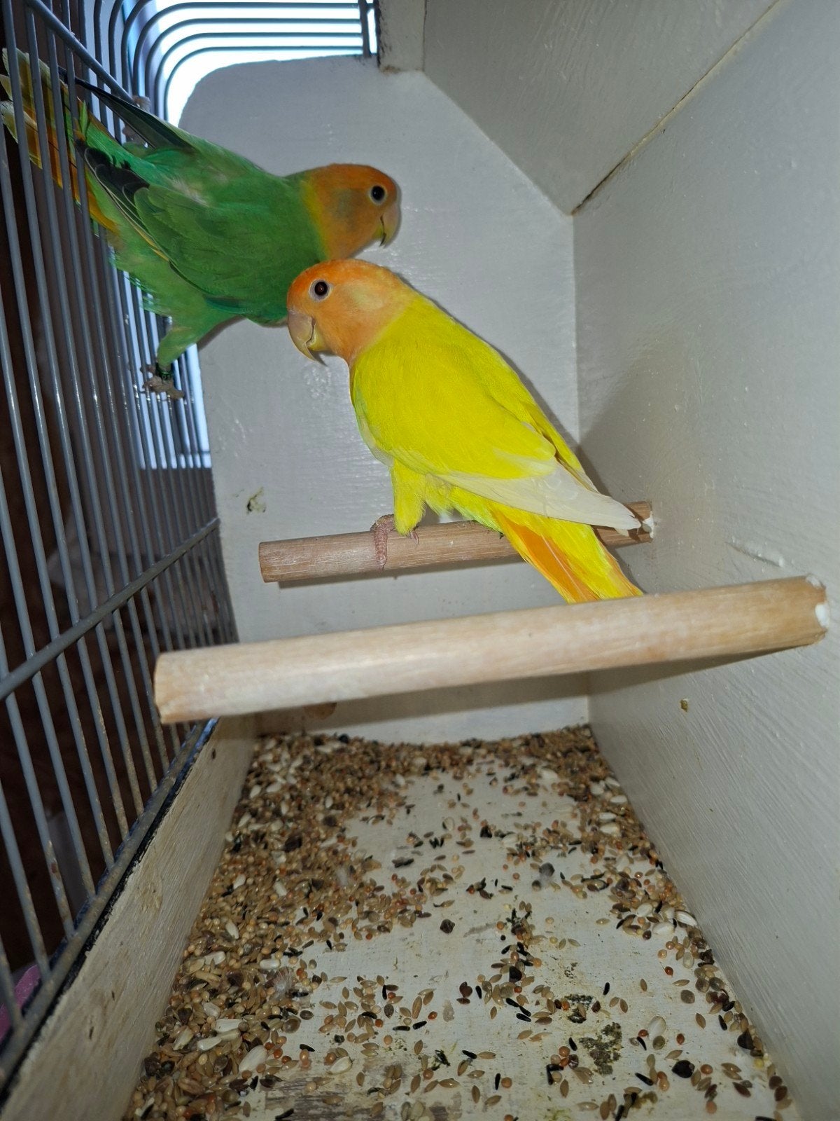 koppel oranjemaskers, Meerdere dieren, Dwergpapegaai of Agapornis
