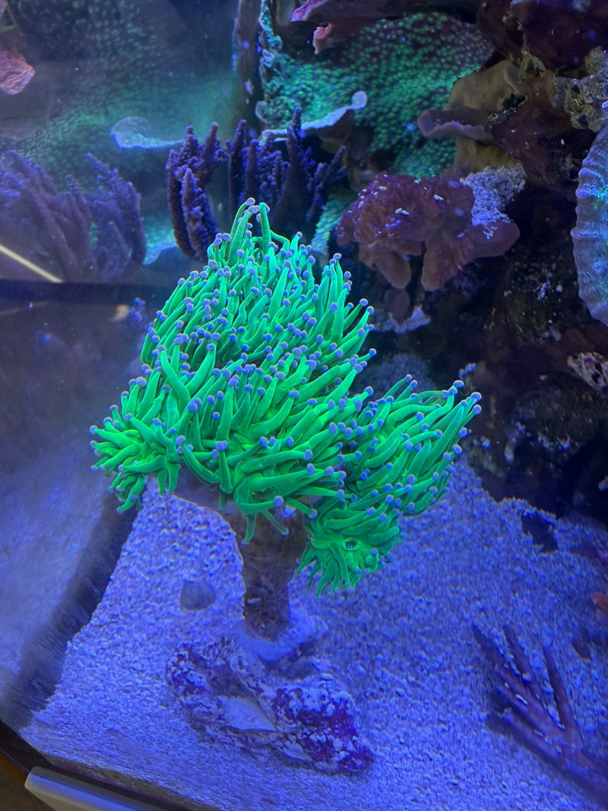 TORCH koraal - euphyllia - LPS, Ophalen, Zo goed als nieuw, Gevuld zeewateraquarium