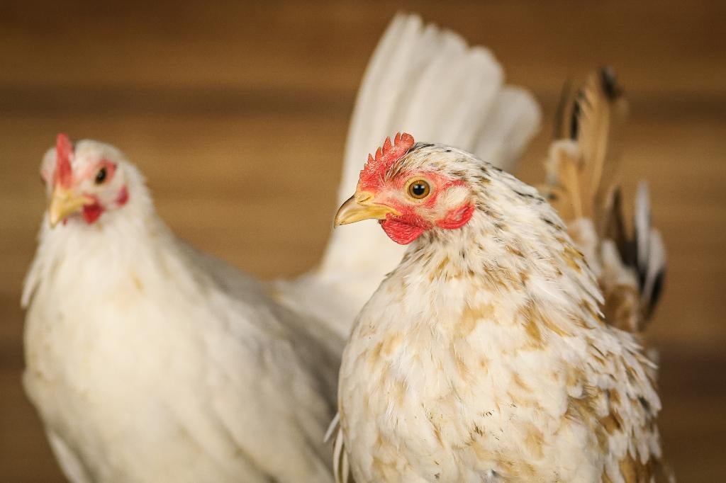 Serama | Lieve kip | Kippen | Deskundig advies, Meerdere dieren, Kip