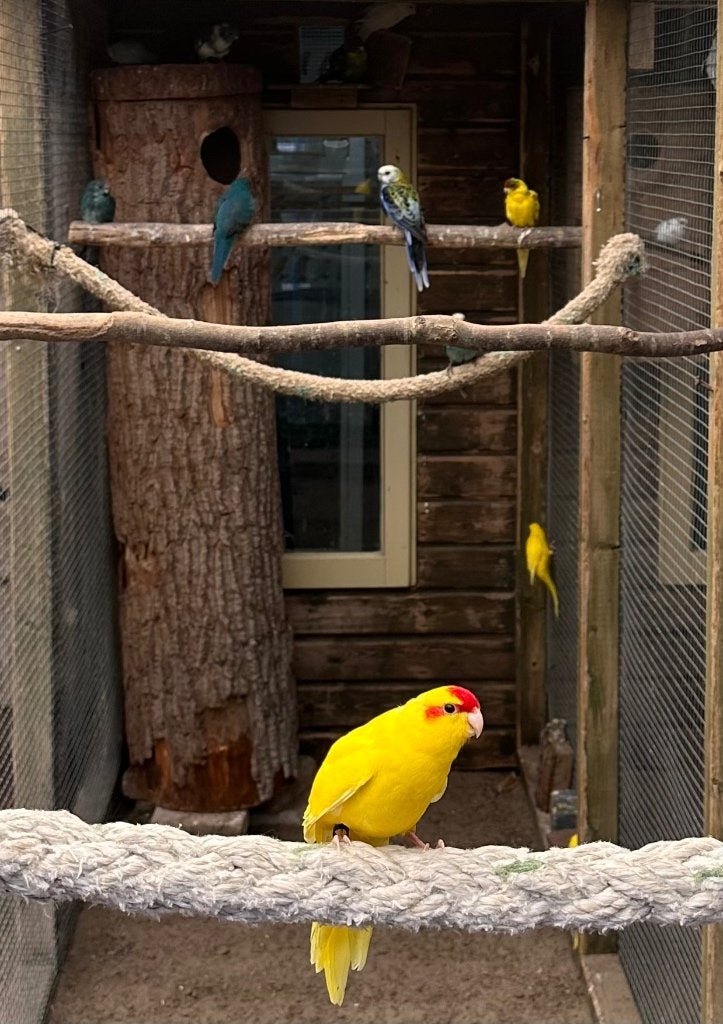 Kakariki koppels, Dieren en Toebehoren, Meerdere dieren, Parkiet