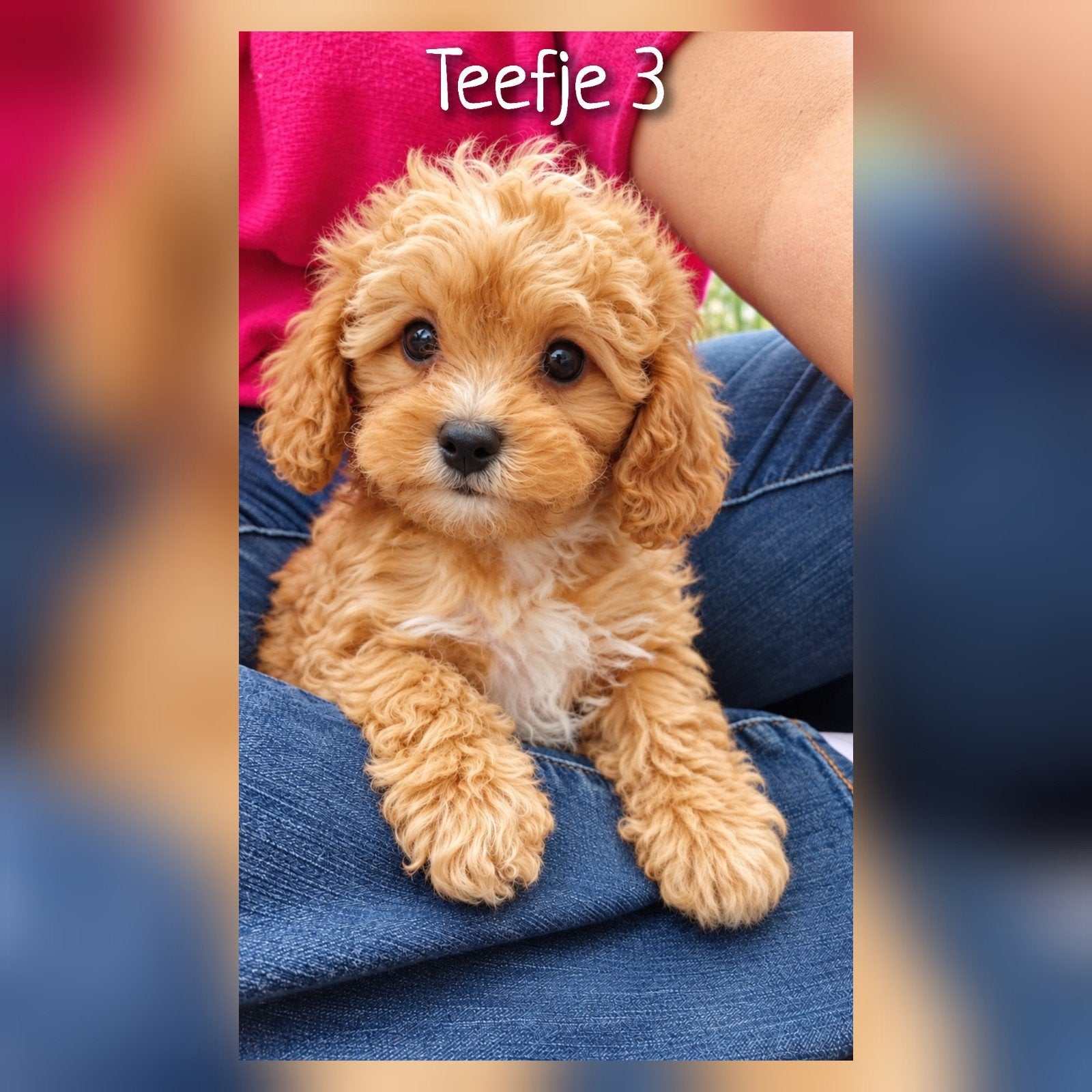 Prachtige Cavapoo pups, onder voorbehoud gereserveerd!!!, Parvo, Nederland, Overige rassen, 8 tot 15 weken