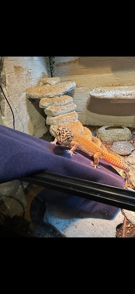 Luipaard gekko (eventueel met terrarium) Leopard Gecko photo 3