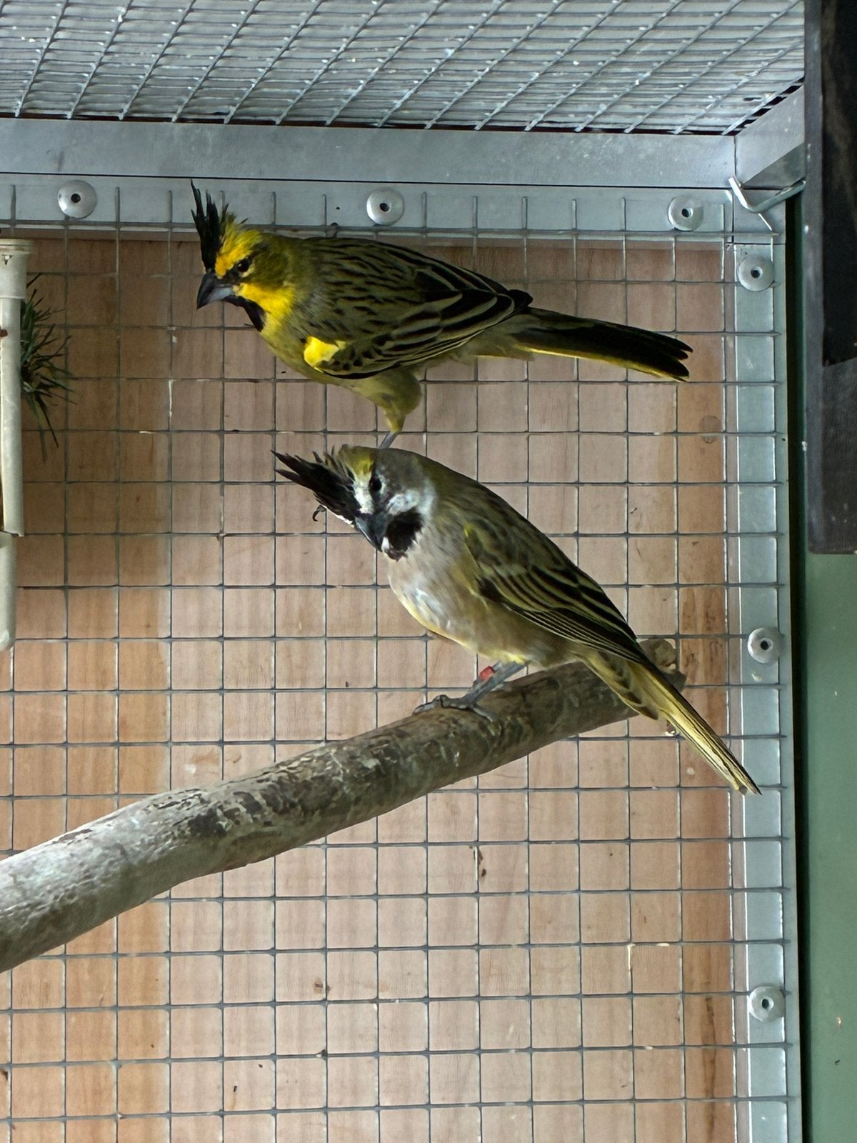 Prachtig broedrijp koppel groene kardinalen, Dieren en Toebehoren, Vogels | Overige Vogels, Meerdere dieren, Tropenvogel, Geringd