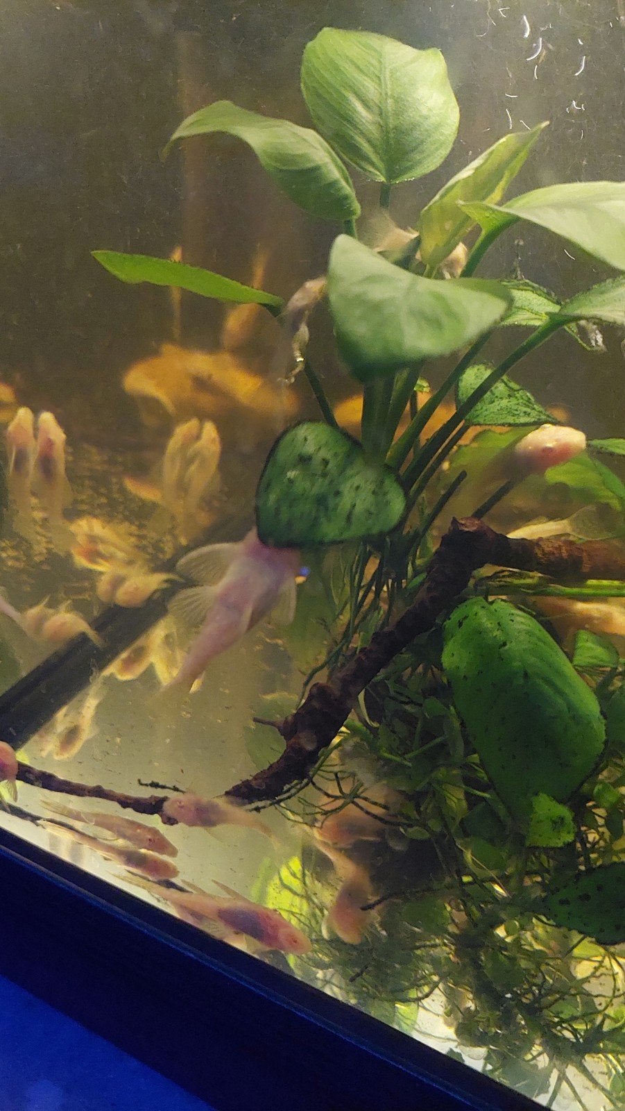 Ancistrus albino algeneters., Dieren en Toebehoren, Vissen | Aquariumvissen, Vis