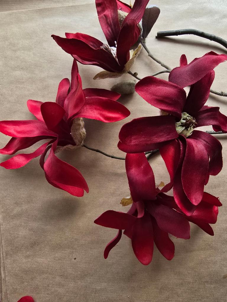 Prachtige donkerrode magnolia's te koop, Ophalen of Verzenden
