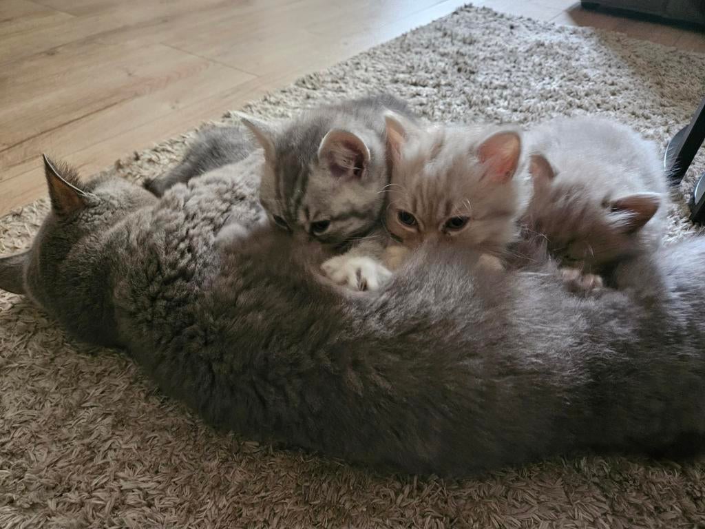 Prachtige Britse Kort en Langhaar kittens, Meerdere dieren, Met stamboom, 0 tot 2 jaar