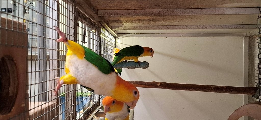 Roestkop Caique pop te koop, Dieren en Toebehoren, Vrouwelijk, Papegaai, Geringd