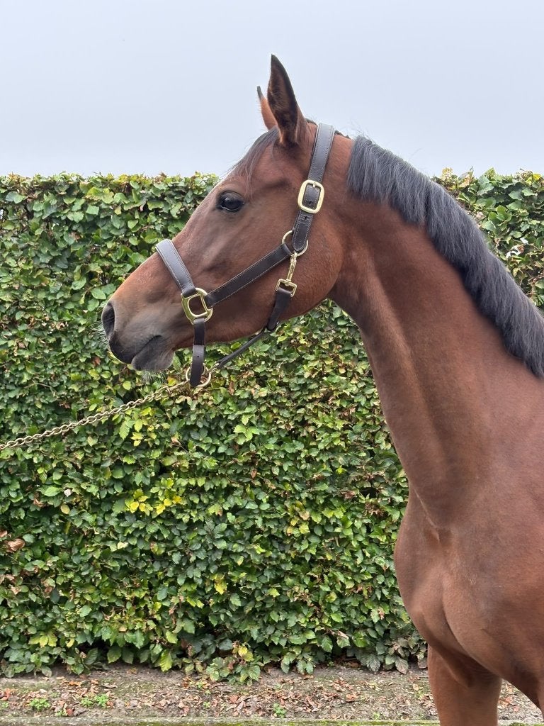 Te koop aangeboden: 3,5 jarige E-pony, Met stamboom, Dressuurpony, 3 tot 6 jaar, Onbeleerd