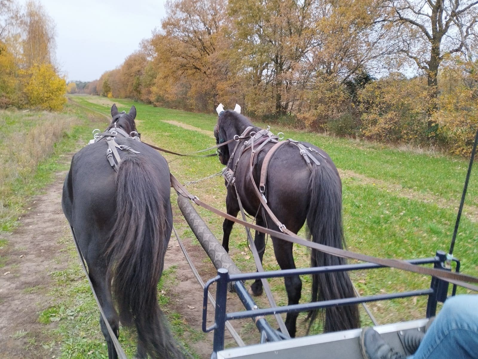 paard, Dieren en Toebehoren, Ruin, 3 tot 6 jaar