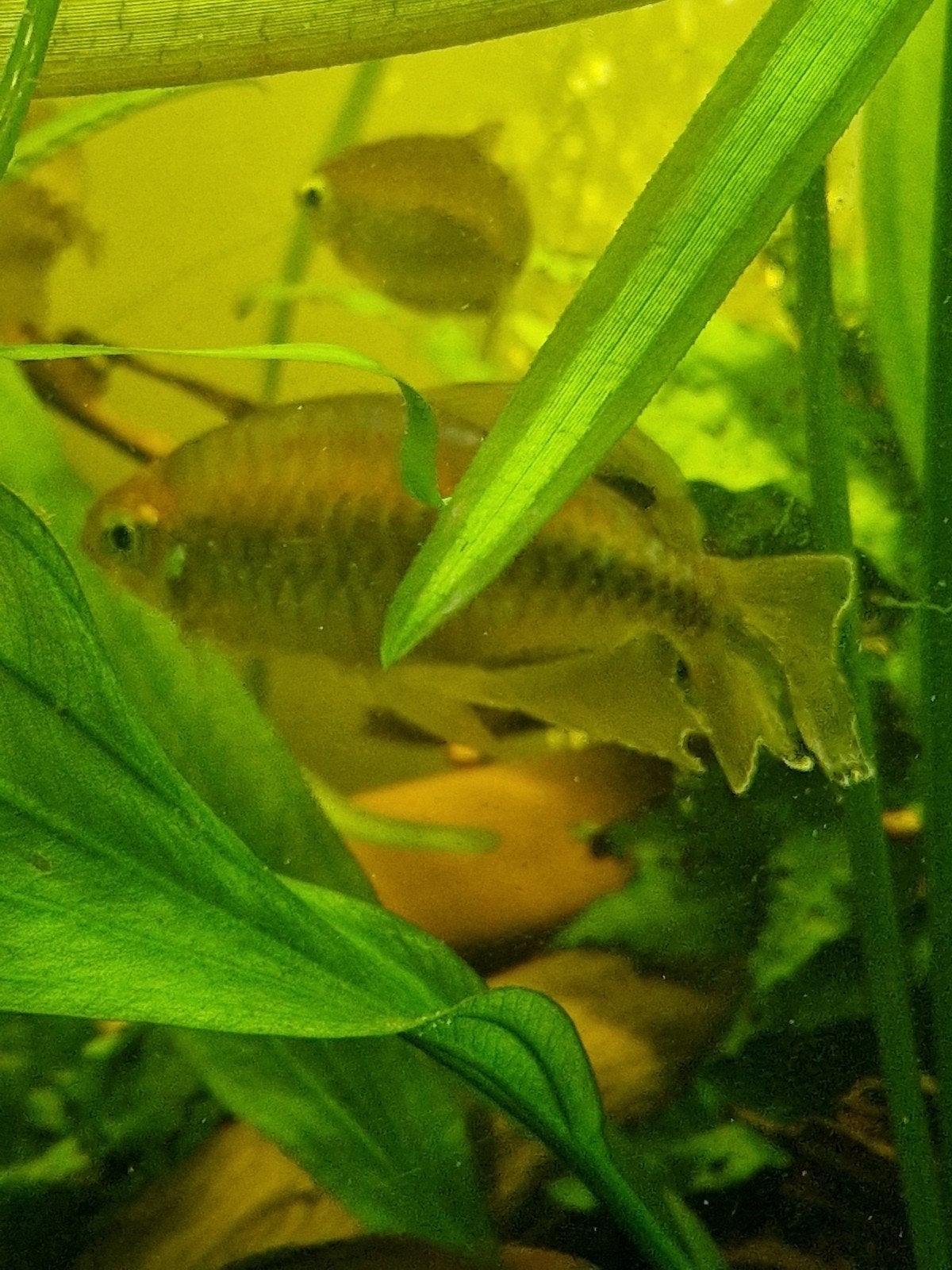 congo tetra, Dieren en Toebehoren, Vissen | Aquariumvissen, Vis, Zoetwatervis, Schoolvis