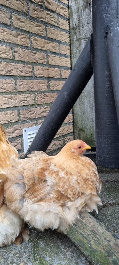 jonge hen en haantje gratis (Cochin), Dieren en Toebehoren, Pluimvee, Meerdere dieren, Kip