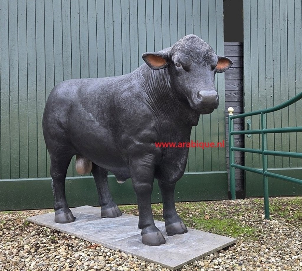 Stier Aberdeen Angus   , Schotse hooglander , Spaanse stier, Ophalen of Verzenden, Nieuw, Kunststof, Dierenbeeld